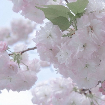 龙州福瑞交流群